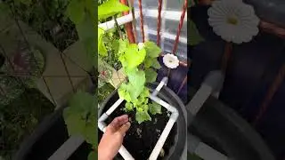 BAGAIMANA MENANGANI DAUN ANGGUR YANG TUMBUH PADA ROOTSTOCK?