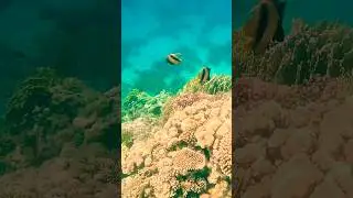 Egypt Diving #divingchannel #underwater #redsea #diving #egypt #ocean #colorfulfish #oceanlife #fish