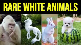 Top 10 Most Beautiful White Animals You Didn't See Before 😲 - Top 10 Cutest White Animals