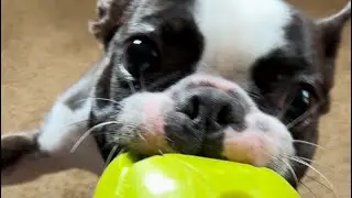 Chupacabra Dog Versus Nerf Football