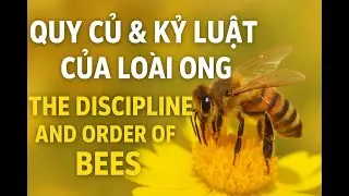 Bee Discipline & Hierarchy &ndash; Secrets of the Beehive