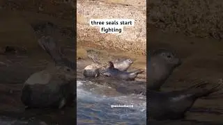 Three seals start a crazy fight