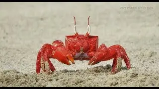 RED GHOST CRAB || BURROW MAKING ||
