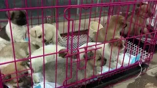 China's netizens call for crackdown after 'blind box' pet rescue