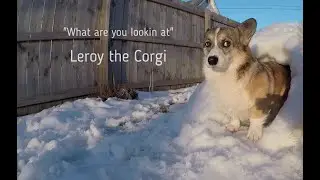 Brother and Sister Corgi Play in a Snow Tunnel