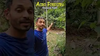 Amazing AGRO FORESTRY at Varanashi Organic Farms