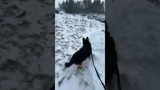 &ndash;18 &deg;C morning walk in Finland ❄️ #germanshepherd #gsds #puppy #finland #viral #shots #ytshorts #fun