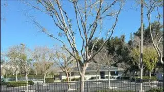 Rosary to End Abortion and hurt in the world
