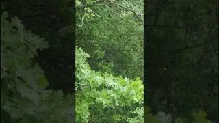 Соловей под дождем | #nightingale #rain #rainsounds #relax #naturesounds #nature #shorts