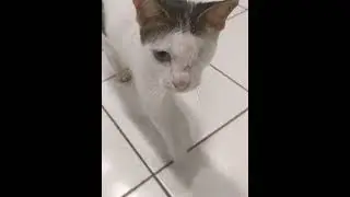 One eyed cat