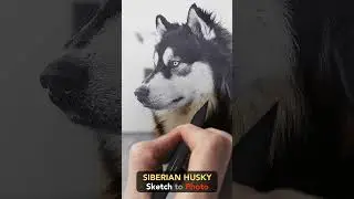 Siberian Husky - Digital sketch and coloring #dog #satisfying #photography