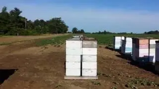 Honey bee pollinator contract hives