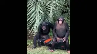 Smart Monkeys