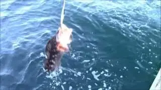 12.29.13 Rock Cod Ling Cod Fishing Monterey Big Sur