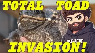 This Toad Took Over Australia! (More Paz)