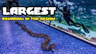 National Aquarium Abu Dhabi | Largest Aquarium in the Middle East! 🐠🌊✨