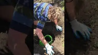 Installing Your EnsoPet Pet Poo and Waste Composter Into The Ground - Composting Australia