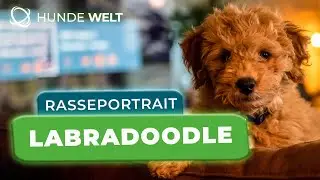Labradoodle - Rasseportrait | Aussehen, Charakter und Besonderheiten