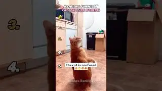 Рейтинг самых смешных растерянных кошек 😵🐱
