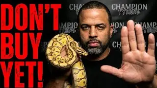 5 Things To Consider Before You Buy Your Ball Python