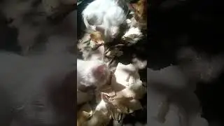 Lets feed my kitten they are white color they are cute#cat #youtube #kitten #cat #catvideos #viral