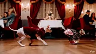 Кото- танцы #song #cats #dance #live #lovesong #love