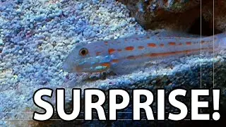 09 - Diamond watchman goby susprising preparations before going to sleep