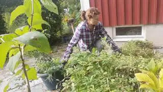 Vintergr&ouml;na och mumieros