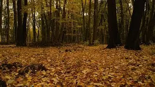 Smoke a wood, in the woods! Dji Spark  - CINEMATIC FOOTAGE!