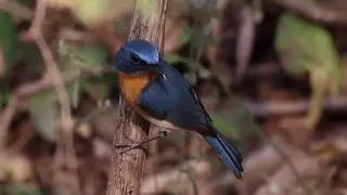 A Flash of Blue in the Jungle | Tickell&rsquo;s Blue Flycatcher