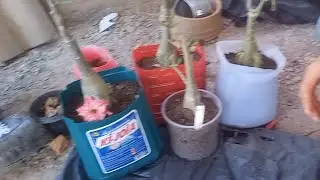 VAMOS DE REPLANTIO PESSOAL