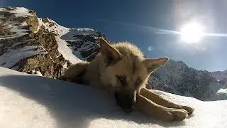 Dog Mountain Guide leading climbers to Shkhara South Summit, Caucasus, 2016