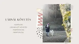 Hogyan tanulja meg a kutya a lábnál követést a legegyszerűbben?