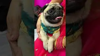 #simba #cute #cutebaby #cutedog #pug #puglife