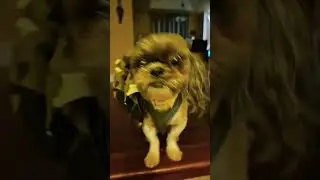 spooked dog