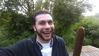 Wild corndogs!