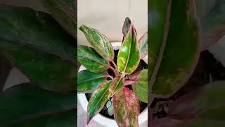 Lovely Plant Aglonema #myplants #mypassion #lovely #plants #shortvideo #shorts #viralvideo