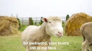 The Big Knit is Baaaaaaaaaaaaaaaaaack