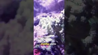 Distress Sounds from Dying Corals | Climate Crisis 2025