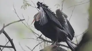 Darter opening wings for drying