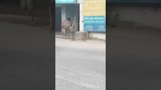 &lsquo;Animal&rsquo; Encounter: Dehradun&rsquo;s Bizarre Police Saga | animal vedio