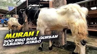Hemat Jutaan, Update Kambing Qurban Jumbo Jakarta Selatan