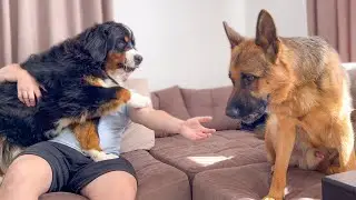 Bernese Mountain Dog Makes German Shepherd Jealous