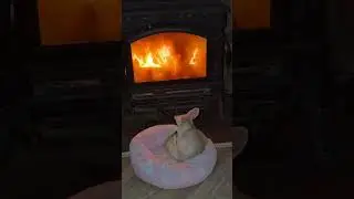 shorts In place of light there is a spark, the fox is happy. В место света огонек-лиса щастлива