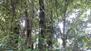 Pohon Pasang (Lithocarpus sundaicus) - Fagaceae, Gunung Salak