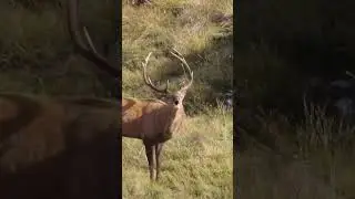 Fiordland was absolutely wild. #stag #wapiti #roar #nz