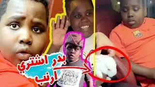 بدر اشتري ارنب عشان يربيه و عزازي قرر يطبخه