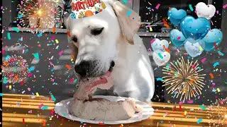 dog eating the best birthday cake for the first time
