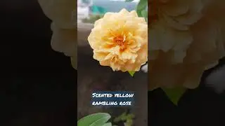 Yellow fragrant rambling rose from DA