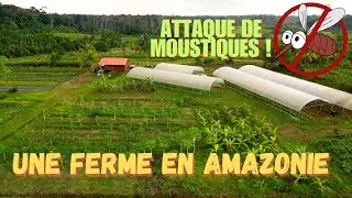 2. Une ferme BIO au milieu de la jungle en Guyane.